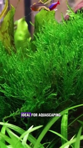 Aquascape Pro 🐟🌱🐡🐠 on Instagram: "Christmas Moss [Vesicularia Montagnei] 🎄🌿 A popular moss known for its dense, triangular growth that resembles tiny Christmas trees. 🌱 Grows well on rocks and driftwood, creating a lush, natural look in any aquascape. 💧 Ideal for shrimp tanks, nano setups, and soft green accents. 🐠 #christmasmoss #aquariummoss #plantedtank #aquascaping"