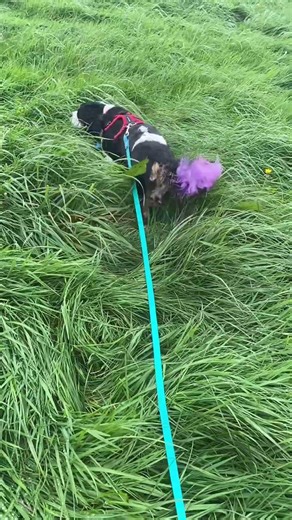 A nice long walk and swim for the dogs #dogs #dogwalk #walks #longwalk #cavalierkingcharles