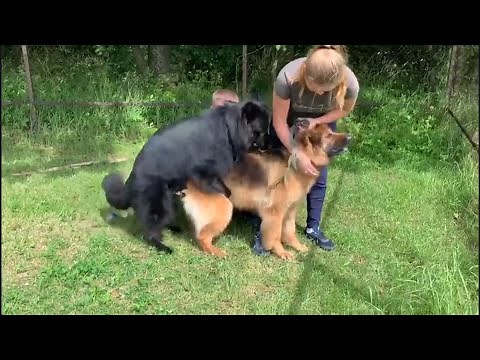 Вязка немецких овчарок / Шустрый кобель / Mating dogs with Gross ERFOLG Galateya