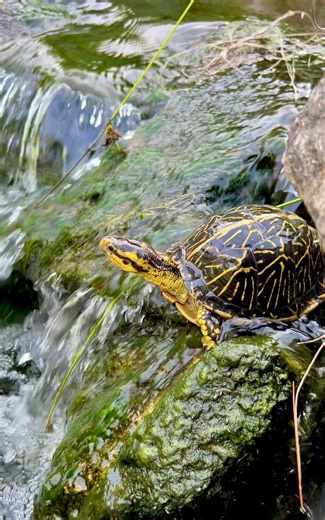 78K views · 5.3K reactions | Turtle Stuck on a Waterfall?! Not in...