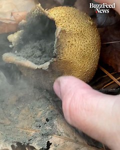 512K views · 23 reactions | Watching this forager stomp on puffball mushrooms is so satisfying ? | APOP | Facebook