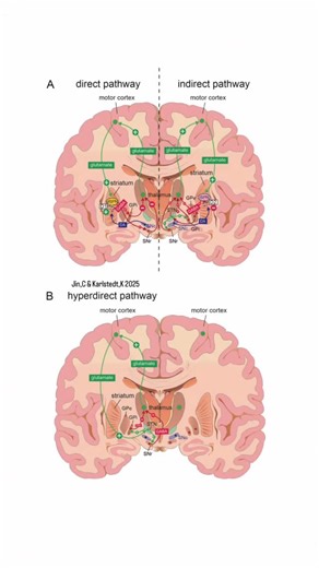 @biochemistry_nutrition_medlab on Instagram‎: "3 basal ganglia pathways that are engaged in the control of movement🧠Green dots represent the excitatory glutamatergic neurons;red dots represent the inhibitory GABAergic neurons;blue dots represent the dopaminergic neurons.The axonal projections are shown by lines & arrows;green lines & “+” indicate excitatory effects;& red lines & “-” indicate inhibitory effects.(A)Left side:the major components & connections of the direct pathway.The excitatory 