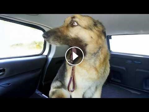 10 MINUTES Hilarious Dogs That Act Like Comedians #Video