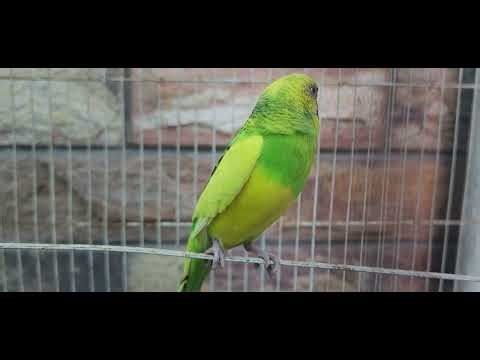 Tiny Budgie Daily morning Routine.