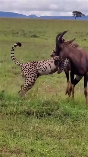 Gazelle defending itself from a cheetah