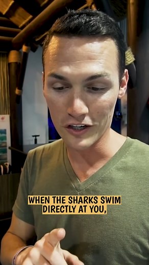 Swimming With Sharks In Dubai's Largest Aquarium! #scubadiving #sharks #dubai #malloftheemirates #swimmingwithsharks | Kara and Nate