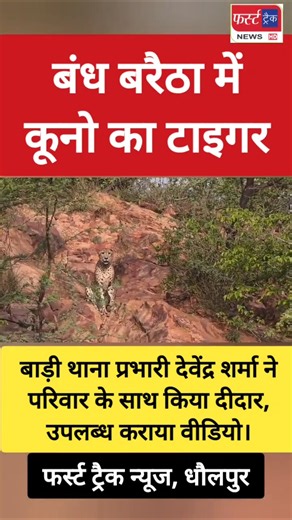 बंध बरैठा में कूनो का टाइगर, देखिए लाइव तस्वीरें।