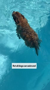 Not all dogs can swim! Make sure you keep yourself and your dog safe this season! #swim #swimming #lifejacket #pool #safety #safe #sun #summer #dog #dogs #dogfact | Dog Friendly Co.