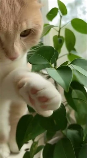 Mochi Touches Plant Leaves 🍃 | Gentle Cat ASMR