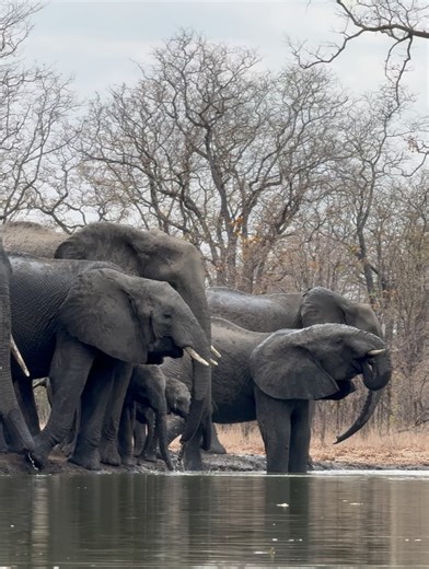 Central African Wilderness Safaris on Reels | Facebook