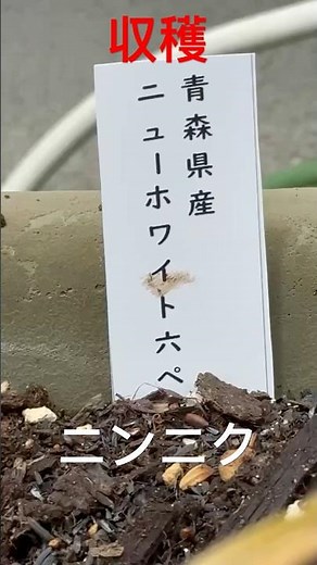青森産ニューホワイト六片収穫 #香味野菜 #野菜栽培 #家庭菜園 #にんにく栽培 #にんにく #ニンニク栽培 #ニンニク大好き #ガーリック