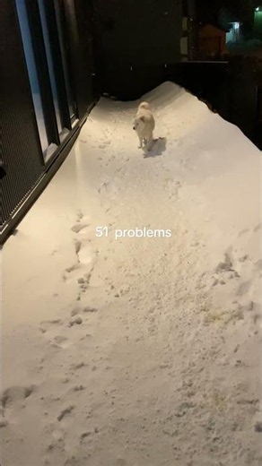いつか思い出になる今日 #犬