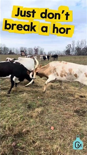 Girl Fight! Just don’t break a horn! #cow #farming #farm #farmlife #texaslonghorncattle
