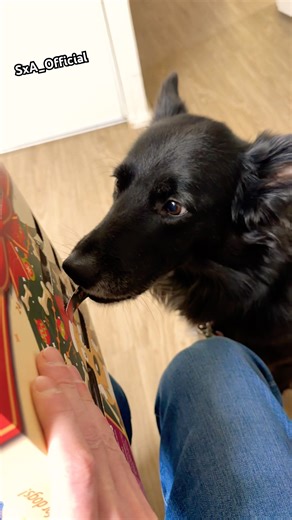 Advent Calendar day 19 with Shadow! We had a smooth opening today!😄🗓️🎄🐕❤️ #adventcalendar #dogs