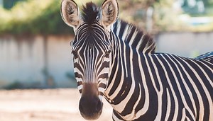 Di che colore sono le strisce della zebra? Abbiamo sempre sbagliato