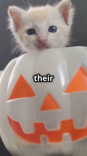 Is Your Cat Constipated? Signs & Solutions! #shorts