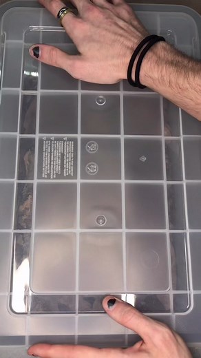 Glowspot Cockroach Keeping: Pyrophorus Noctilucus