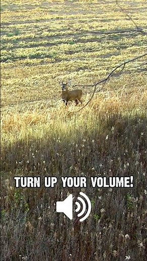 Buck comes in grunting - Sound on