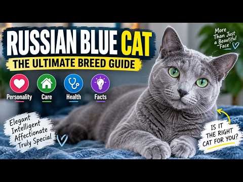 Russian Blue Cat: The Ultimate Breed Guide | Personality, Care, Health & Facts