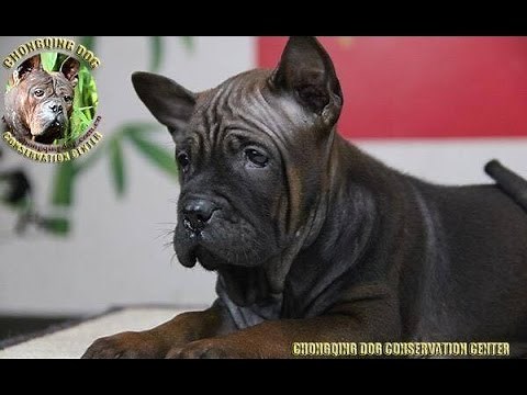 Chinese Chongqing Dog