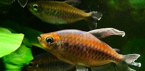 FISH DISPLAY DISTINCT INDIVIDUAL BEHAVIOURS WHEN SWIMMING TO FIND FOOD