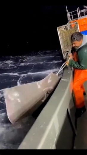 Giant Shark Appears Out of Nowhere 😱🌊