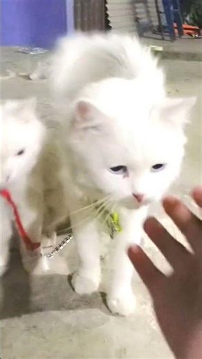 Persian cat||STUNNING Persian Cat Breeds You Will LOVE||The most luxurious cats on earth