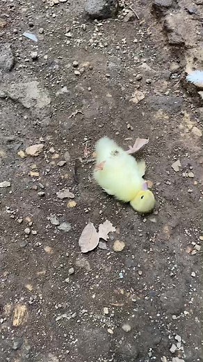 Invisible Challenge TikTok Compilation