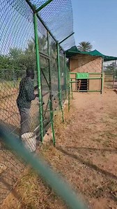 15M views · 10K reactions | في ناس لما تزورنا بكل البساطة بترمي اقفاص...