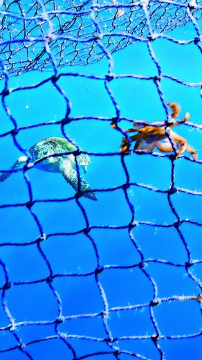 287K views · 2.4K reactions | A leap of faith 呂 Despite living in the open ocean, Columbus crabs are poor swimmers. This means they must rely on floating debris to make their home, or if they're lucky, a passing turtle  #PlanetEarth3 | BBC Earth | Facebook