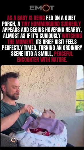 When a Hummingbird Appears at the Perfect Moment 🐦✨#Hummingbird #NatureFacts #AnimalFacts #Wildlife