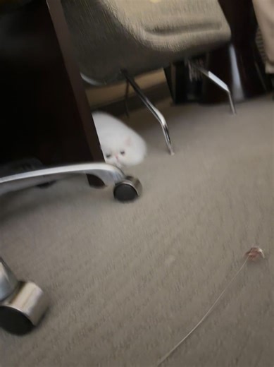 He’s such a pretty kitten. | Mitchell Ross