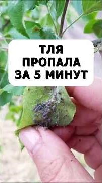 От тли за 5 минут без химии #огород #дача #сад #вредители #советыдачникам