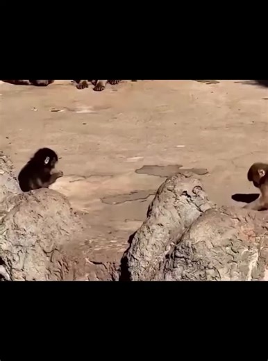 Understanding Your Pet Macaque's Behavior