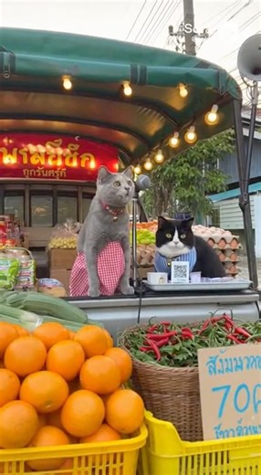 รถพุ่มพวงมาแล้วจ้า #บู้จี้ #แมว #น่ารัก