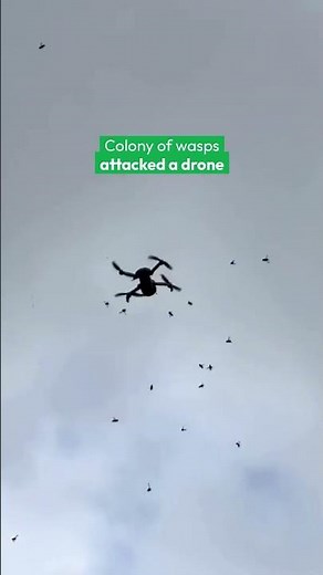 Camera drone became the target of a highly territorial wasps