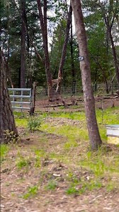 George the Goat: Tree-Top Tango!