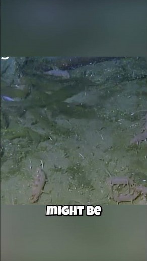 Sea Pigs: They Have GIANT Underwater PARTIES?! 🎉