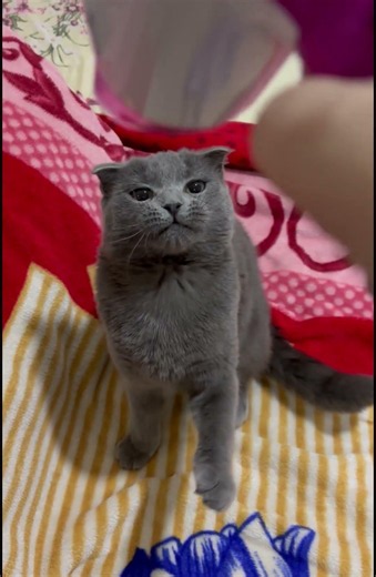 Blow drying my cat after bath #cute #cat #viral #shorts