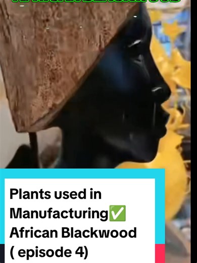 African Blackwood Scientific name: Dalbergia melanoxylon Family: Fabaceae (legume family) 🌍 Origin African Blackwood is native to sub-Saharan Africa, especially in: #tanzania #mozambique🇲🇿 #kenya #uganda #trees It grows mainly in dry savannah woodlands and coastal forests of East Africa. 🗣 Local East African Names Mpingo – (Swahili name, very common in Tanzania & Kenya)– (some Swahili dialects) In some Ugandan communities, it may simply be referred to as a type of Ebony, though true ebony be