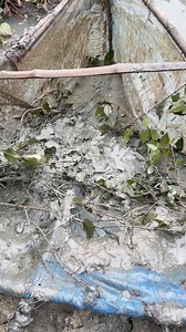 5.6M views · 10K reactions | নদীতে জংলা দিয়ে মাছ ধরা॥ | Daily Fishing Life | Facebook