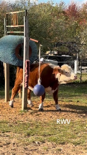 Little Potsy isn’t sure what he wants to play with 🤣 Happy cows 🐮☺️ #ladyfarmerneedsacocktail #miniaturehereford #cowsmakemehappy #thankful #goodforthesoul #happycows | RWV Land and Livestock South Inc