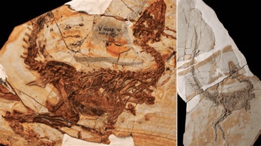 Two new dinosaur species revealed in 125-million-year-old fossil