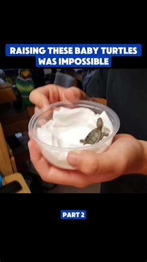 How to Create a Thriving Turtle Terrarium Ecosystem