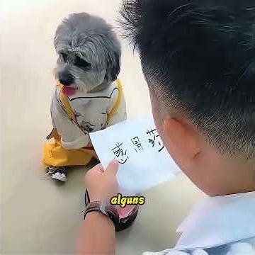 Na seção de comentários, diz o que os teus animais de estimação sabem fazer!