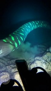 El Proyecto "Abismo Esmeralda" Llevábamos tres horas descendiendo hacia la Fosa de las Marianas. El sonar indicaba un vacío absoluto, pero el Dr. Aris insistía en que había captado una señal bioeléctrica inusual. —Apaga los propulsores —ordenó Aris por la radio—. No queremos asustarlo. El submarino quedó en silencio, flotando en la oscuridad aplastante. Solo se oía el crujido del metal bajo la presión. De repente, los sensores de luz se dispararon. No venía de arriba, sino de enfrente. Primero f