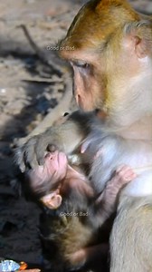 Brinn pushing head from her milk! really pity Branda! baby need milk! | Good Or Bad