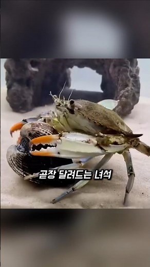 How a clever crab catches a hard shell and opens it🎣🐚