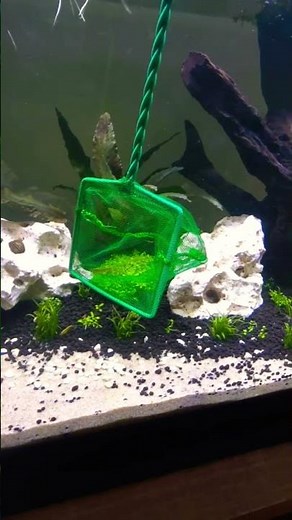 ​"The Arrival of the Neocaridina Yellow Shrimp" #aquascape #shrimp #plantedaquarium #viralvideo