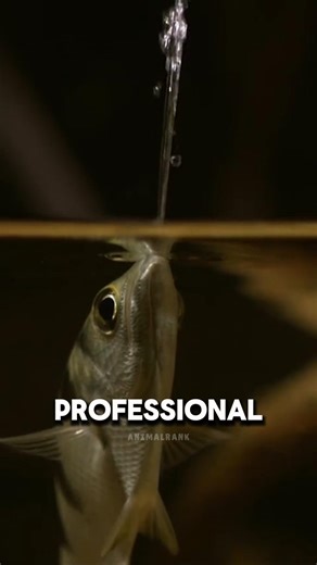 The Fish That Shoots Its Prey Out of the Air
